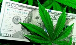 Cannabis Plant with Dollar Bill